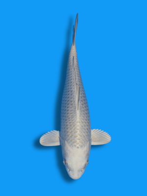 Kabuto kaufen | Koi&Co.